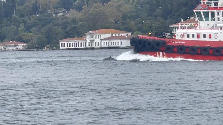 İstanbul Boğazı’nda büyük sürpriz! Kıyıdan kaydettiler