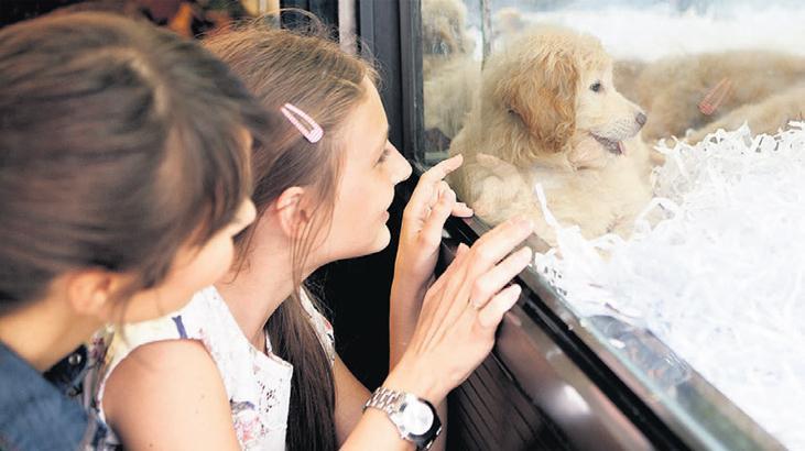 Köpek satışına bakanlık uyarısı