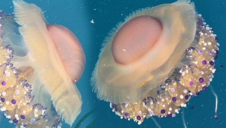 Marmara’da ‘sahanda yumurta’ alarmı! Uzmanlardan kritik uyarı