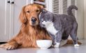 Okula dönüşte kedi ve köpeklerin de rutini değişiyor