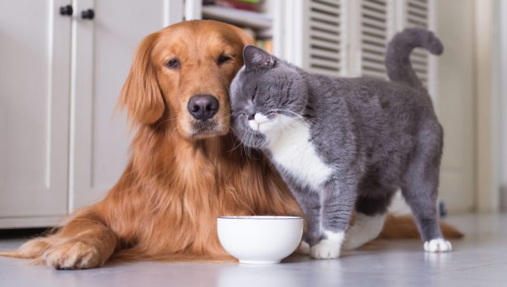 Okula dönüşte kedi ve köpeklerin de rutini değişiyor