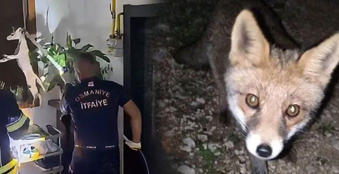 Osmaniye’de şaşkına çeviren olay! Tilki apartmanın 3. katına çıktı