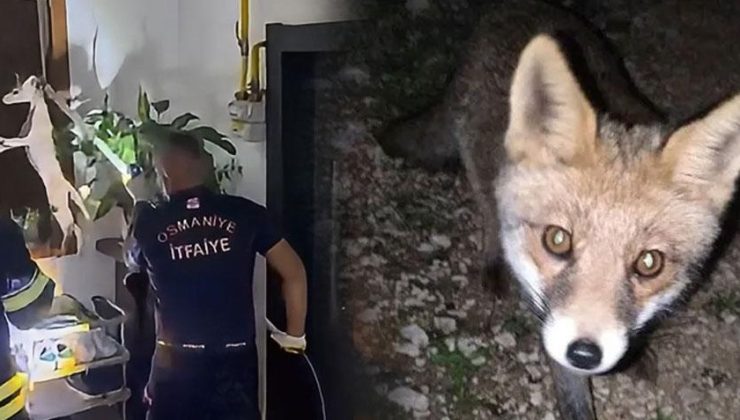 Osmaniye’de şaşkına çeviren olay! Tilki apartmanın 3. katına çıktı