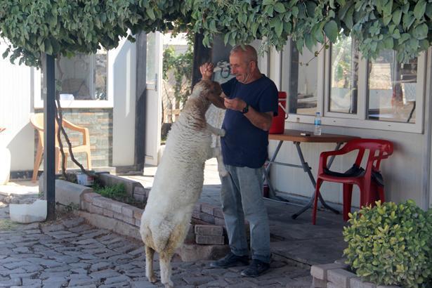9 aylık kuzu, sahibinin yanından ayrılmıyor! Şanlıurfa’da sıra dışı dostluk
