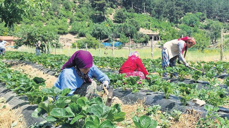 Bakanlıktan 65.5 milyar liralık kırsal kalkınma paketi | Kadın çiftçiler için projelere tam destek