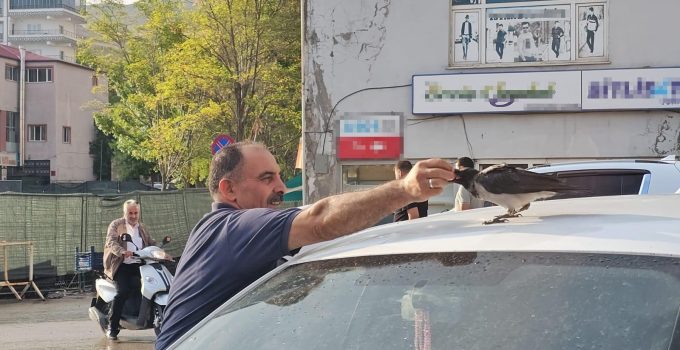 Bitlis’te gülümseten dostluk! Hasta halde bulduğu karga, 40 yıllık kasabın dükkanını mesken tuttu