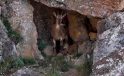 Erzincan’da 3 bin 549 metrede yaban keçileri görüntülendi! Yavrularıyla kayalıklarda ilerlediler