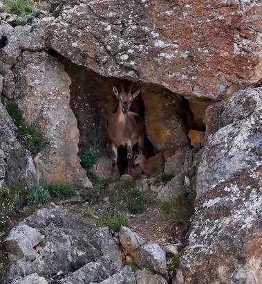Erzincan’da 3 bin 549 metrede yaban keçileri görüntülendi! Yavrularıyla kayalıklarda ilerlediler