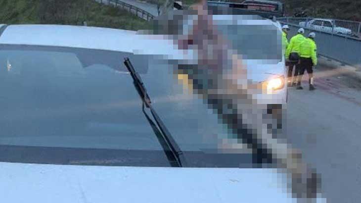 İstanbul’da dehşete düşüren kaza: Atın kopan bacağı otomobile saplandı