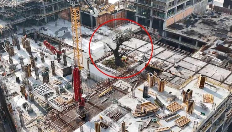 İstanbul’daki yalnız ağaç! Çevresini binalar sardı, geleceği merak konusu