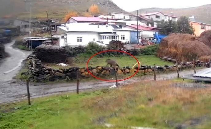Korku dolu anlar: Gündüz vakti köye indi! Dev bozayı sokaklarda böyle dolaştı