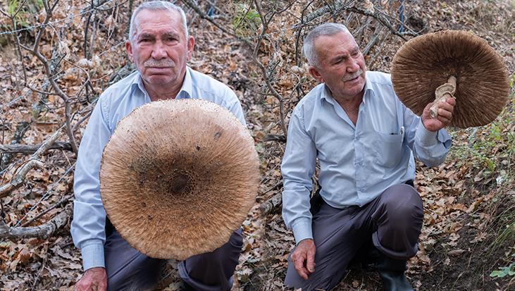 Ormanda görünce şaştı kaldı! Dev şemsiye mantarının boyu 40 santimetreye yaklaştı, sepete sığmadı