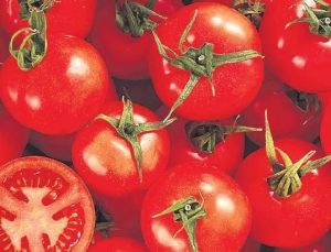 Rusya’dan domatese kota esnekliği geldi