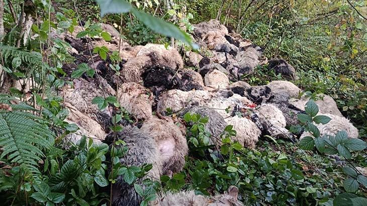 Trabzon Maçka’da ayı saldırısı! Uçuruma düşen onlarca koyun telef oldu