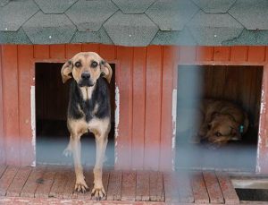 Yangında kurtarılan köpekler yuva bekliyor