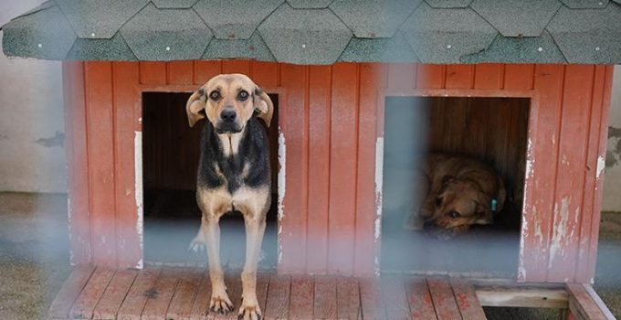 Yangında kurtarılan köpekler yuva bekliyor